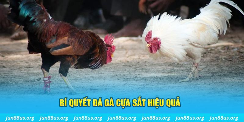 8kbet cc đá gà cựa dao