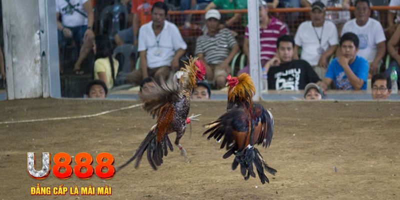 8kbet cc đăng nhập mậu binh online