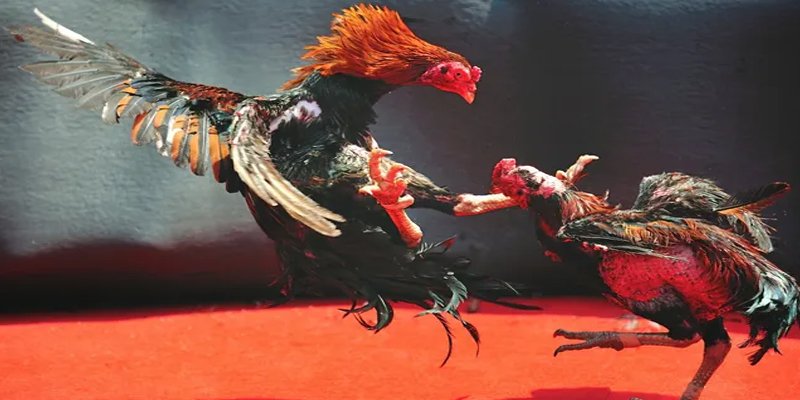8kbet cc BG Bắn cá