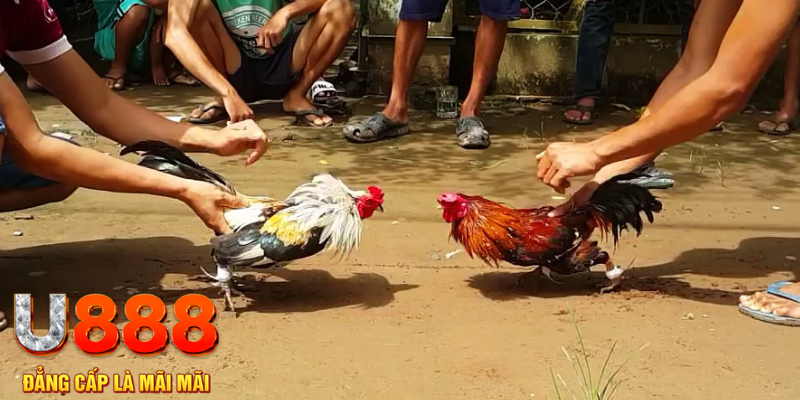 8kbet cc đăng nhập mậu binh rút tiền nhanh