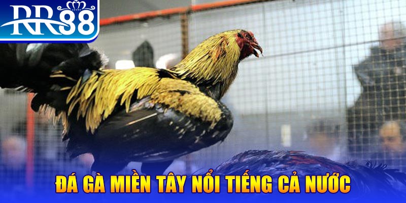 8kbet cc gà chọi c1.com trực tiếp 888